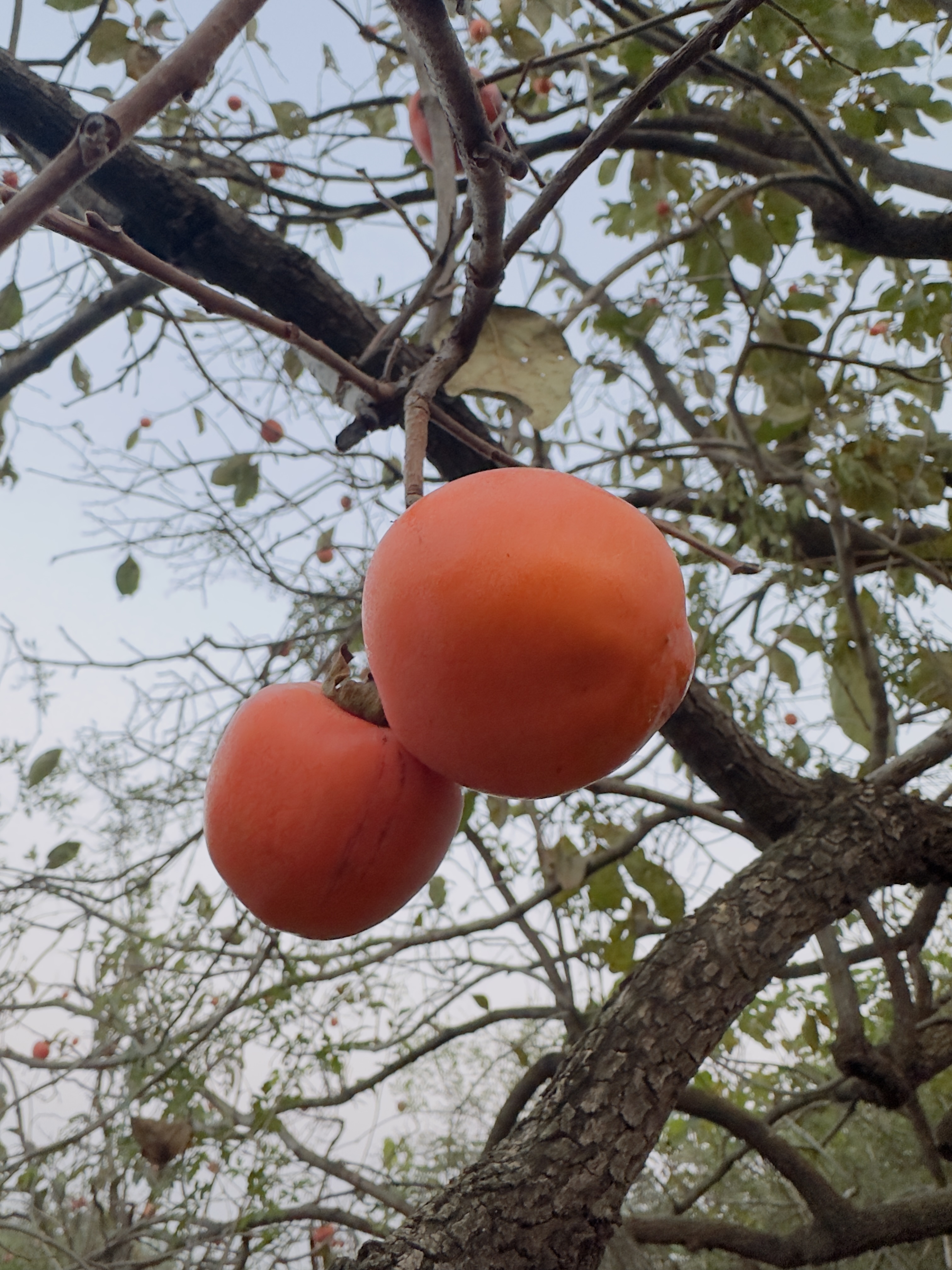 386bcae83b5a1b2f874c27e44bc3b5f.jpg 386bcae83b5a1b2f874c27e44bc3b5f.jpg