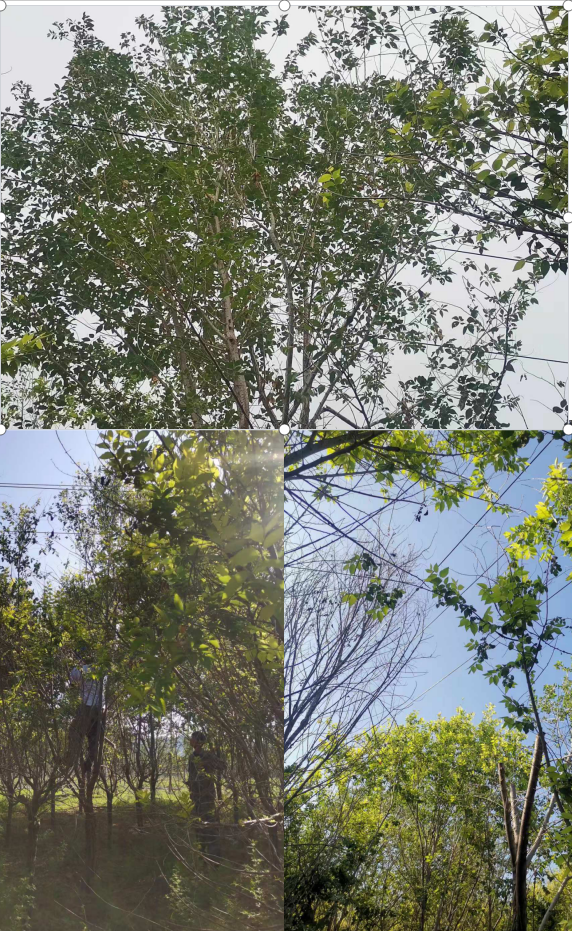 cc5e4d17aa9d1cfafe8bfda16996bbb.png cc5e4d17aa9d1cfafe8bfda16996bbb.png